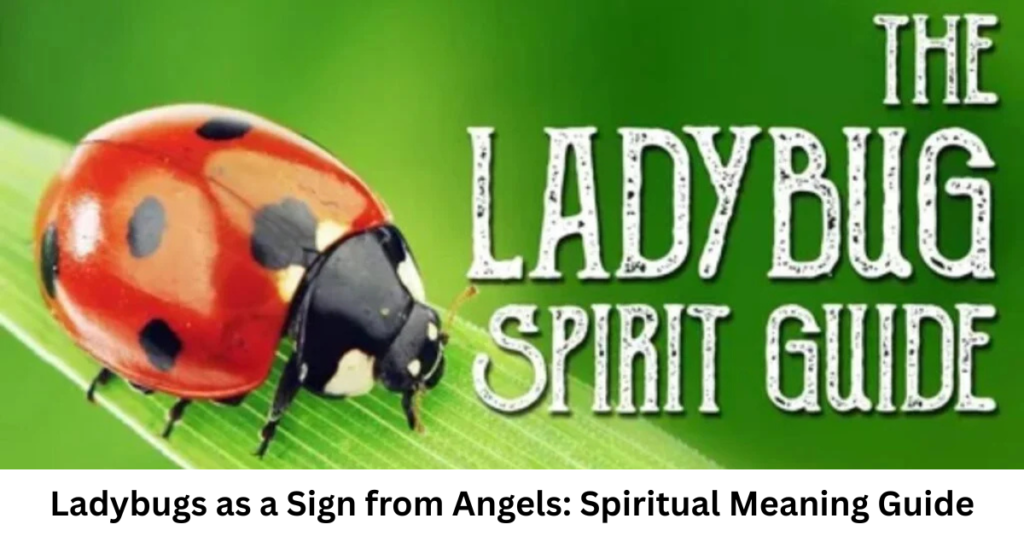 Ladybugs as a Sign from Angels: Spiritual Meaning Guide